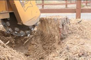 Stump grinding