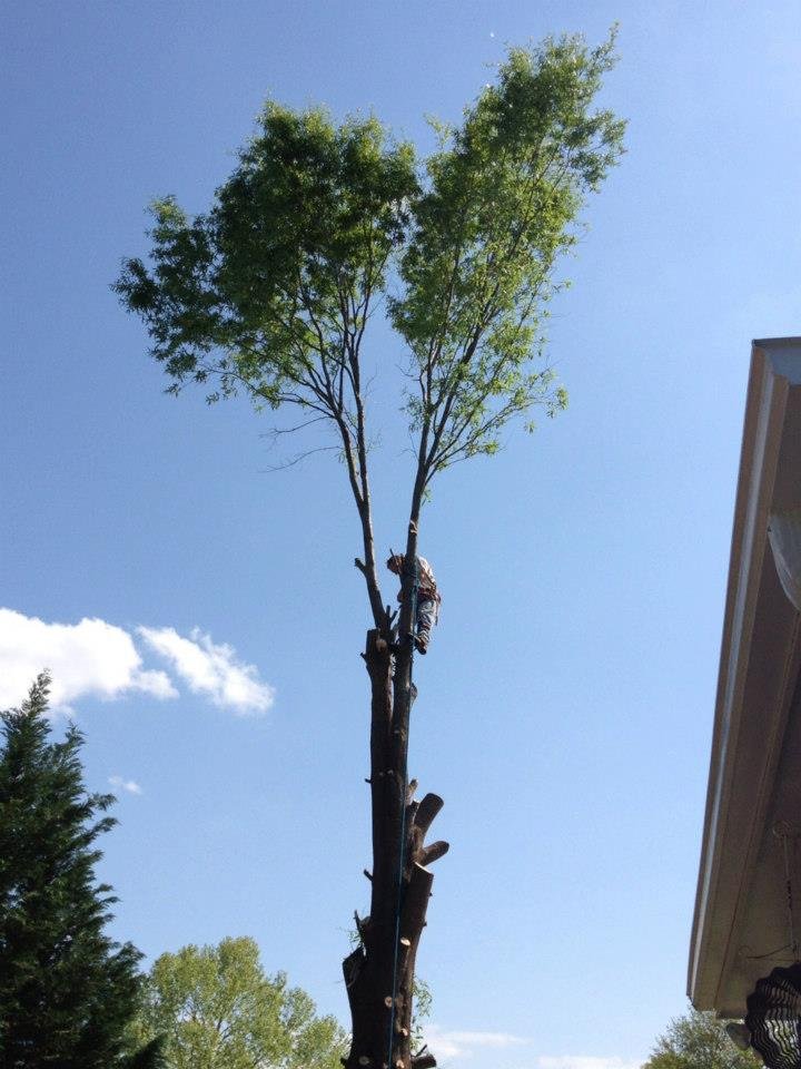 tree removal