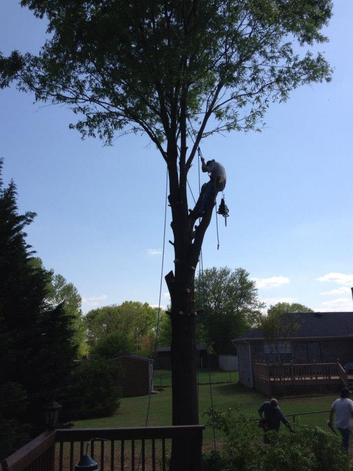 Tree removal, tree trimming, tree cutting